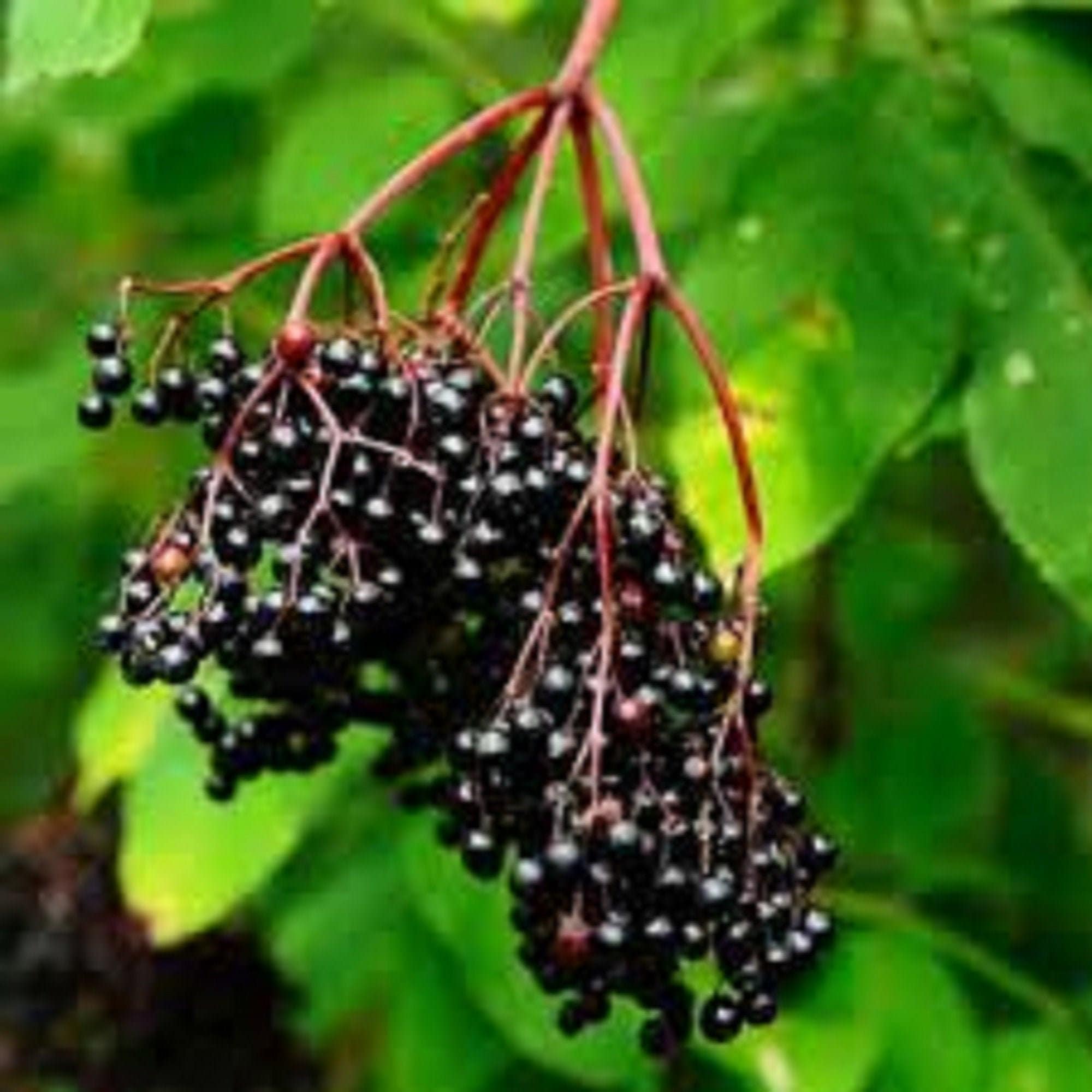 SALE 2 American Elderberry Fruit Tree Starter Seedlings Etsy Israel