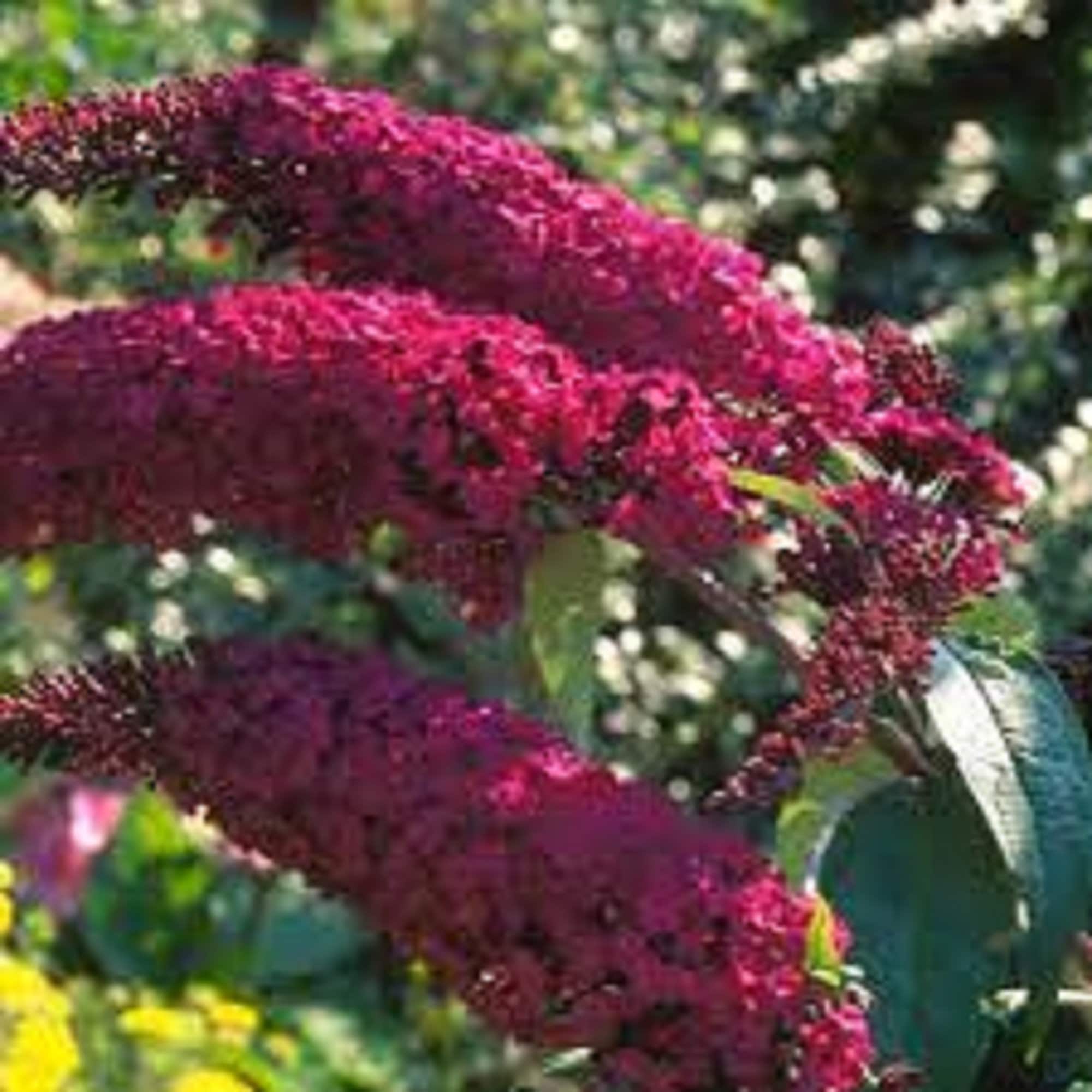 ROYAL RED BUTTERFLY Bush Flowers Fragrant long panicles Etsy