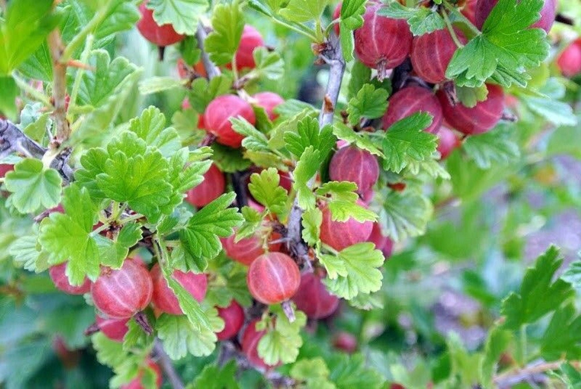 Gooseberry Red Large Ribe Live Bush Starter | Etsy