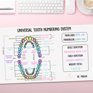 Alfombrilla de escritorio con sistema de numeración de dientes, alfombrilla de ratón para dentistas, asistente de higienista dental, hoja de referencia dental de Universal & Palmer, regalo para ortodoncista