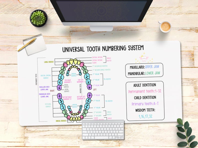 Tooth Numbering System Desk Mat: Dental Hygienist Gift, Universal ...