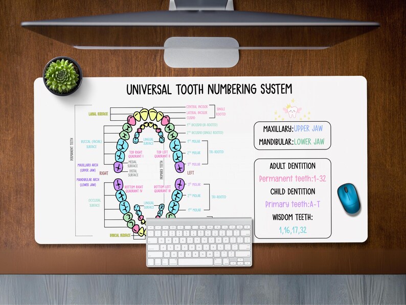 Tooth Numbering System Desk Mat: Dental Hygienist Gift, Universal ...