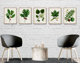 TREES 5 poster set, Vintage Tree art prints, Hardwood Trees posters, Chestnut Oak print, White Oak, Grey Polar, Maple, Black Walnut print