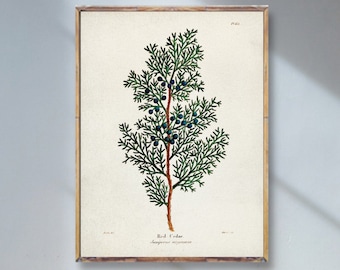 Red CEDAR thuja print, Tree art poster, Cedar print, Botanical Red Cedar Vintage Art, Arboretum Artwork, Botanical Vintage Watercolor art [2