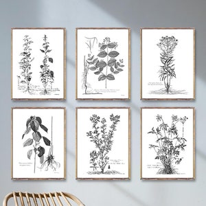 Vintage BOTANICAL 6 poster set, Botanical 6 print set, Botanical Artwork, Minimalist Botanical wall decor, Botanical Black and White print