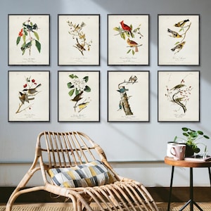 Vintage BIRDS 8 print set, Bird illustration prints, Vintage painting Ornithology art, James Audubon art print, Birds of America print 12a19