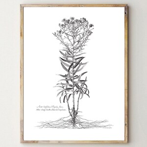 Impressão BOTÂNICA, pôster botânico minimalista, planta botânica em preto e branco, desenho de flor vintage, decoração botânica, decoração de casa natural