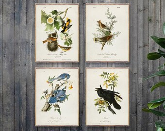 Set di 4 poster BIRDS, stampe d'arte di uccelli vintage, stampe di dipinti di uccelli Audubon, uccelli d'America, stampe d'arte di ornitologia, decorazioni di uccelli [2-4-6-7]