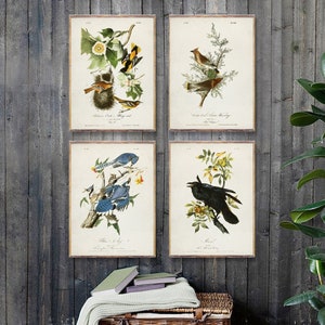 Set di 4 poster UCCELLI, stampe d'arte di uccelli vintage, stampe di pittura di uccelli Audubon, Uccelli d'America, stampe d'arte di ornitologia, decorazioni di uccelli [2-4-6-7]