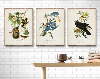 Set di 3 stampe vintage di uccelli Audubon, stampe murali di ornitologia, stampe illustrate di uccelli d'America, poster vintage, stampa artistica di James Audubon