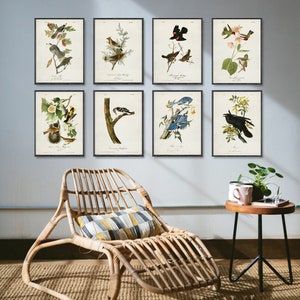 Vintage BIRDS 8 poster set, Bird illustration prints, Vintage painting Ornithology art, James Audubon art print, Birds of America print [1a8