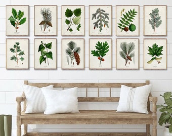 Vintage botanical TREES 12 poster set, Vintage Hardwood Trees prints, Coniferous tree posters, Cedar tree print, Botanical Pine trees [1a12]