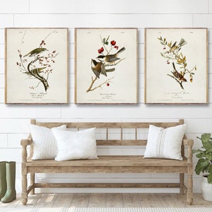 BIRDS set di 3 stampe vintage, stampe illustrate vintage di uccelli d'America, poster vintage Ornitologia, stampa artistica di James Audubon [12-16-18