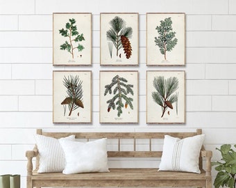 TREES 6 poster set, Vintage Tree art posters, Vintage Coniferous Trees prints, White Pine poster, Wild Pine print, Cedar wall art trend