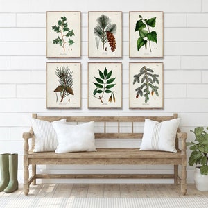 TREES 6 poster set, Vintage Tree art posters, Vintage Coniferous Trees prints, White Pine poster, Wild Pine print, Trees decor [1-3a5-12-16]