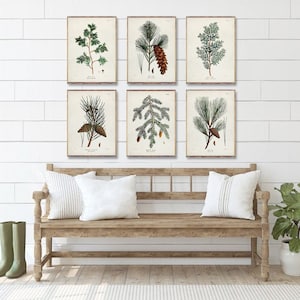 TREES 6 poster set, Vintage Tree art posters, Vintage Coniferous Trees prints, White Pine poster, Wild Pine print, Cedar wall art trend