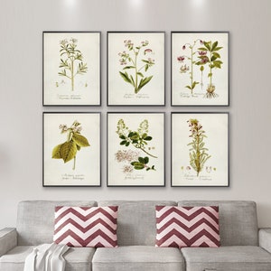 OFFRE SPÉCIALE 50 % DE RÉDUCTION, 20 x 10 cm, ensemble d'affiches botaniques corail 6, ensemble d'impressions botaniques 6 vintage, oeuvre d'art botanique, décoration murale botanique vintage