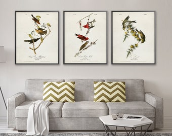 BIRDS vintage 3 prints set, Vintage Birds of the America illustration prints, Vintage poster Ornithology art, James Audubon art print [20a22