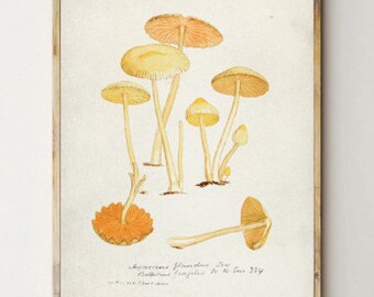Fungi illustration poster, vintage mushroom print, Antique Mycology poster, Vintage fungi poster, Fungi wall decor, Mushrooms art print [6]
