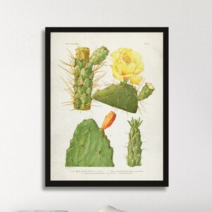 Vintage CACTUS art poster, Cactus poster, Vintage Cactus Art, Tropical Cactus poster, Cactus theme room decor, Cactus watercolor print [6]