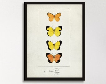 Vintage Butterfly poster, entomology prints, Butterfly illustration Wall art poster, Butterfly wall art print, Butterfly watercolor art [20]