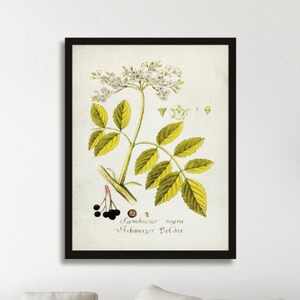 BOTANICAL poster, Vintage Botanical Art, Watercolor Botanical, Botanical wall art, Botanical wall decor, minimalist botanical home decor [61