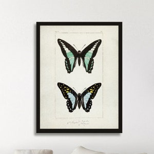 Vintage Butterfly illustration print, entomology prints, Butterfly Wall art poster, Butterfly wall art print, Butterfly watercolor art [1]