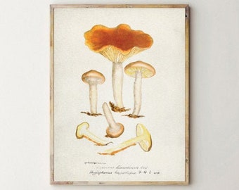 Fungi illustration poster, vintage mushroom print, Antique Mycology poster, Vintage fungi poster, Fungi wall decor, Mushrooms art print [3]
