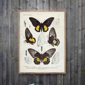 BUTTERFLY Vintage illustration print, Yellow Butterfly poster, Entomology prints, Butterfly wall art print, Butterfly watercolor poster