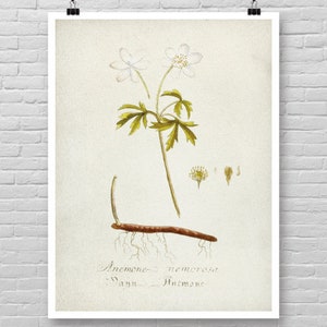 BOTANICAL poster, Vintage Botanical Art, Watercolor Botanical, Botanical wall art, Botanical wall decor, minimalist botanical home decor [58