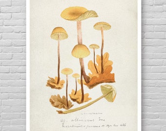 May include: Vintage botanical illustration of yellow mushrooms with brown stems and leaves. The image is labeled "Hy. albidus Sow." and "Parasitimus - forescens et. Styp. hirs 466".