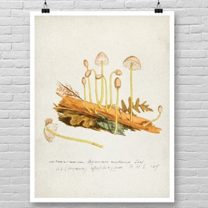 MUSHROOM illustration poster, vintage mushroom print, Botanical Fungi poster, Vintage fungi poster, Fungi wall decor, Mushrooms art print [8