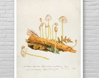 MUSHROOM illustration poster, vintage mushroom print, Botanical Fungi poster, Vintage fungi poster, Fungi wall decor, Mushrooms art print [8