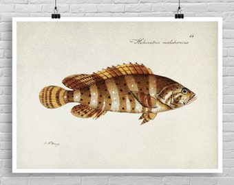 Vintage Fish print, Marine life artwork, Vintage Fish Illustration Poster, Fish Watercolor art, Fish poster wall decor, fishing lover [43]