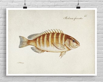 Vintage Fish poster, Marine life artwork, Vintage Fish Illustration Print, Fish Watercolor art, Fish poster wall decor, fishing lover [45]