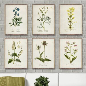 ensemble d'affiches vintage BOTANICAL 6, ensemble d'impressions botanique 6, oeuvre d'art aquarelle botanique, décoration d'art mural floral minimaliste, décoration de chambre botanique