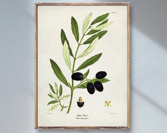 Peut inclure: Une illustration botanique vintage d'une branche d'olivier avec des olives noires, encadrée dans un cadre en bois clair. L'illustration est sur fond blanc avec le texte "Olive Tree, Olea Europea" en bas.