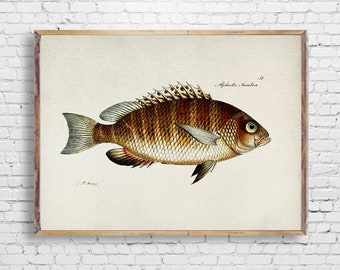 Vintage Fish poster, Marine life artwork, Vintage Fish Illustration Print, Fish Watercolor art, Fish poster wall decor, fishing lover [32]