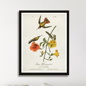 Impresión de Mango HUMMINGBIRD, ilustración de Vintage Birds of America, cartel de Humming Bird, ornitología vintage, impresión de arte de James Audubon Bird [9]