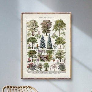 May include: A framed botanical print titled "Jardins (Arbres d'ornement)" featuring various tree illustrations. A woven rattan chair with a patterned pillow sits on a woven rug. A small side table with a plant and mug is next to the chair.