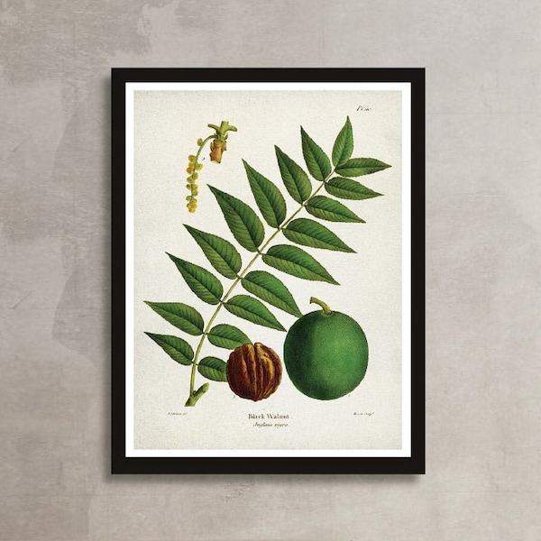 WALNUT print, Tree art poster, Botanical Vintage Black Walnut print, Hardwood Tree Artwork print, Botanical Vintage Walnut wall decor [11]