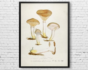 May include: Vintage botanical illustration of mushrooms with brown and white caps. The illustration is framed in black and has a white background. The text at the bottom reads "Agaricus pratensis Fl. dan. t. 1199".