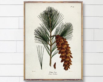 WHITE PINE print, Tree art poster, White Pine print, Botanical Pine Vintage Art, Tree Artwork print, Botanical Vintage Coniferous art [4]