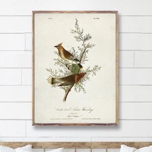 Impresión de pájaro CEDAR WAX-WING, Ilustración de pájaros vintage de América, Póster de pájaro de cedro, Impresión de ornitología vintage, Impresión de arte de James Audubon [2]