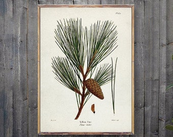 YELLOW PINE print, Tree art poster, Yellow Pine print, Coniferous Pine Vintage Art, Tree Artwork print, Botanical Vintage Watercolor art [6]
