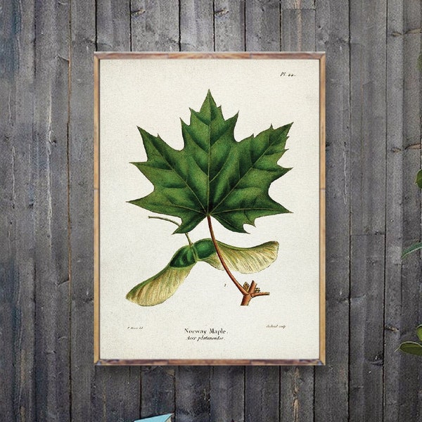 MAPLE print, Tree art poster, Norway Maple print, Botanical Vintage Art, Hardwood Tree Artwork print, Botanical Vintage Watercolor art [10]