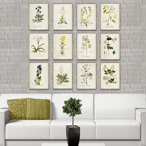 Vintage BOTANICAL 12 poster set, Botanical Watercolor Artwork prints, Botanical posters, Botanical decor, Minimalist Flower wall art decor