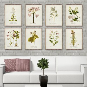 ensemble d'affiches vintage Coral BOTANICAL 8, ensemble d'impressions botanique 8, oeuvre d'art aquarelle botanique, affiches de dessin botanique, décoration murale botanique