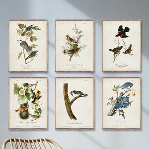 Vintage BIRDS 6 poster set, Bird illustration prints, Vintage painting Ornithology art, James Audubon art print, Birds of America print [1a6