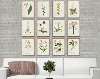 May include: A set of 12 botanical prints featuring various flowers and plants. The prints are in a vintage style and are framed in white.